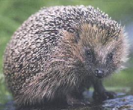 Igel