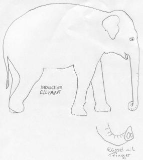 Indischer (asiatischer) Elefant